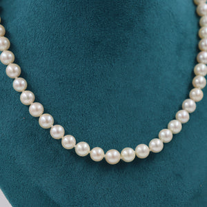 COLLAR DE PERLAS CULTIVO