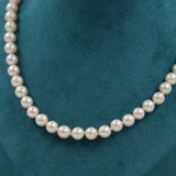 COLLAR DE PERLAS CULTIVO